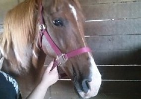 Tennessee Walking Horse (Tennessee Walking Horse, Gelding) in Sheridan, IN