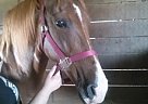 Tennessee Walking - Horse for Sale in Sheridan, IN 46069