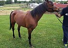 Arabian - Horse for Sale in Sparta, TN 38583