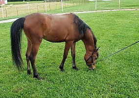 Arabian (Arabian, Mare) in Sparta, TN