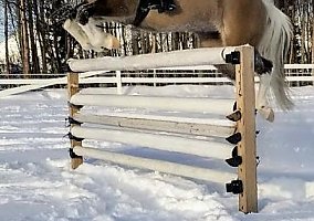 Mustang (Mustang, Mare) in Palmer, AK