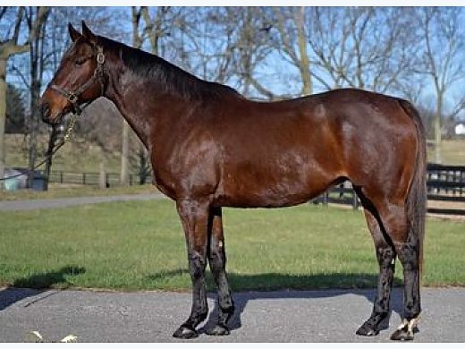 Unbridled's Song Mare