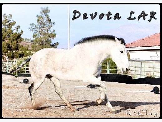 16hh 2008 Andalusian PRE Mare