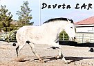 Andalusian - Horse for Sale in Las Vegas, NV 89149 Andalusian - Horse for Sale in Las Vegas, NV 89149
