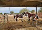 Bobbie Socks - Gelding in Phoenix, AZ Bobbie Socks - Gelding in Phoenix, AZ