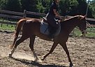Other Gelding for Sale in Pointe-Fortune, Quebec Other Gelding for Sale in Pointe-Fortune, Quebec