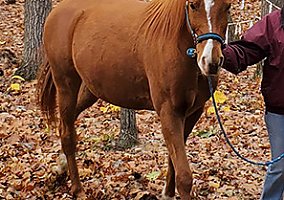 Arabian (Arabian, Mare) in Newaygo, MI