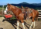 Quarter Horse - Horse for Sale in Sedona, AZ 23341