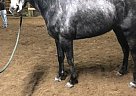 Appendix - Horse for Sale in Portland , OR 97224