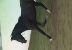 Hanoverian (Hanoverian, Stallion) in Rockford, IL
