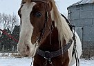 Sol - Gelding in Ellendale, MN Sol - Gelding in Ellendale, MN