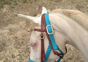 Quarter Horse (Quarter Horse, Gelding) in Fordland, MO