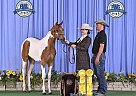 Paint Gelding for Sale in Gettysburg, Pennsylvania Paint Gelding for Sale in Gettysburg, Pennsylvania
