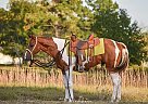 Paint Gelding for Sale in Gettysburg, Pennsylvania Paint Gelding for Sale in Gettysburg, Pennsylvania