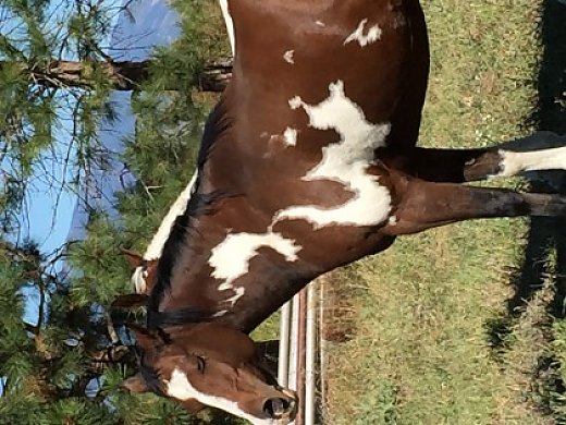 Pinto Arabian Mare