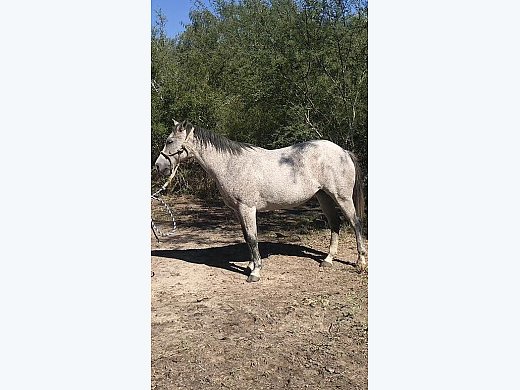 Quarter Horse Mare for Sale