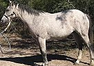 Quarter Horse - Horse for Sale in Mathis, TX 77584