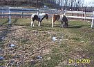 Pinto Pony Pleadure Prospects Pony Stallion