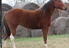 - Stallion in Patillo, TX - Stallion in Patillo, TX