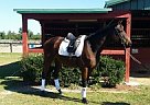 Beautiful Girl With an Awesome P... Thoroughbred Mare