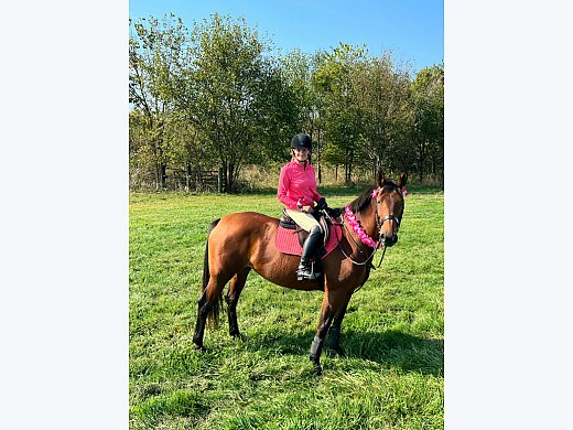8yr old Trakehner Mare