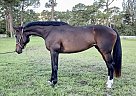 LADY - Mare in Lake Worth, FL LADY - Mare in Lake Worth, FL