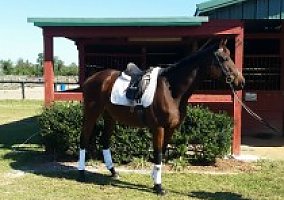 Thoroughbred (Thoroughbred, Mare) in Williston/aiken, SC