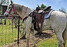 Appaloosa Gelding for Sale in Sumner, Texas Elvis