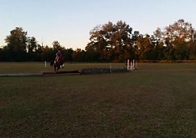 Cute (Thoroughbred, Gelding) in Williston/aiken, SC