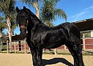 Friesian - Horse for Sale in ARROYO GRANDE, CA 93420