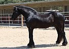 Friesian - Horse for Sale in ARROYO GRANDE, CA 93420