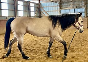 Gorgeous (Quarter Horse, Mare) in CA