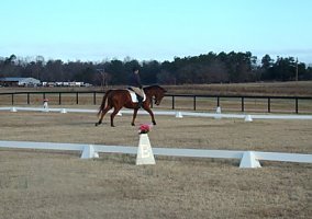Thoroughbred (Thoroughbred, Gelding) in Williston/aiken, SC