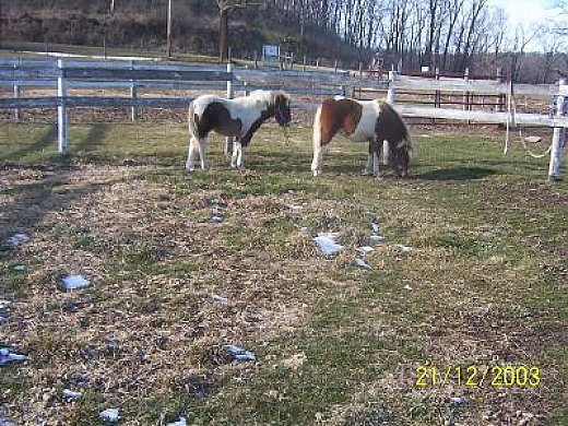 Pinto Pony Pleadure Prospects