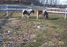 Pony (Welsh, POA, Shetland, Connemara) (Pony (Welsh, POA, Shetland, Connemara), Stallion) in Brodhead, WI