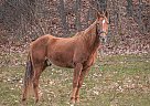 Spartan - Gelding in Kempton, PA Spartan - Gelding in Kempton, PA