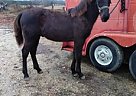 Friesian Sporthorse Colt Ziggy