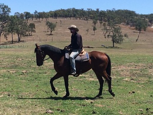 16.3 Bay Gelding Thoroughbred