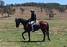 Thoroughbred - Horse for Sale in Monto, 4630 Thoroughbred - Horse for Sale in Monto, 4630