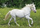 - Mare in Cadiz, Spain, - Mare in Cadiz, Spain,