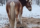 Buddy - Gelding in Sebeka, MN Buddy - Gelding in Sebeka, MN