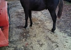 Friesian (Friesian, Stallion) in Darden, TN