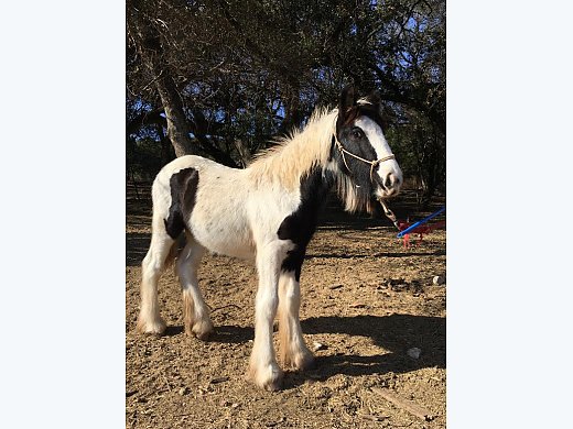 Gypsy Vanner Filly