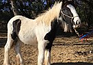 Gypsy Vanner - Horse for Sale in Helotes, TX 78023