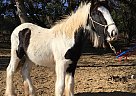 Gypsy Vanner - Horse for Sale in Helotes, TX 78023 Gypsy Vanner - Horse for Sale in Helotes, TX 78023