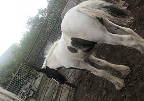 Gypsy Vanner