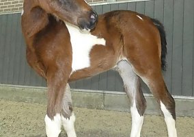 Warmblood (Warmblood, Mare)