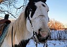 Santa Special - Gelding in Sebeka, MN Santa Special - Gelding in Sebeka, MN