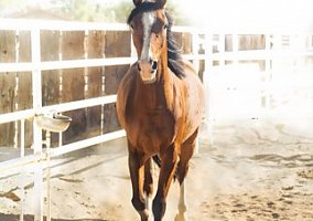 Winning (Arabian, Gelding) in Scottsdale, AZ