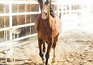 Arabian - Horse for Sale in Scottsdale, AZ 85259 Arabian - Horse for Sale in Scottsdale, AZ 85259
